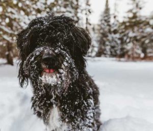 Dog In Snow