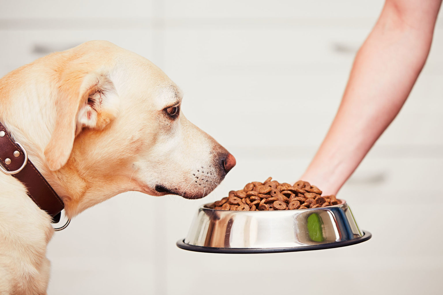 How to handle food guarding | Indy Veterinary Care