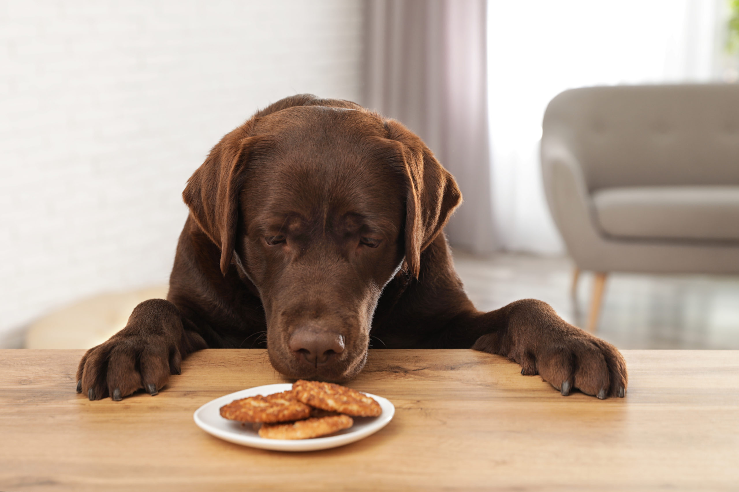 Toxic Foods for Dogs & Cats and How to Avoid Them