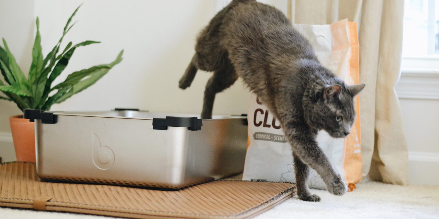Cat jumping out of litter box
