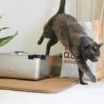Cat jumping out of litter box