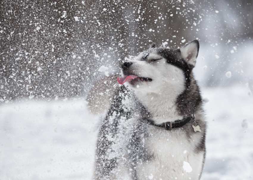 Husky licking snowflake