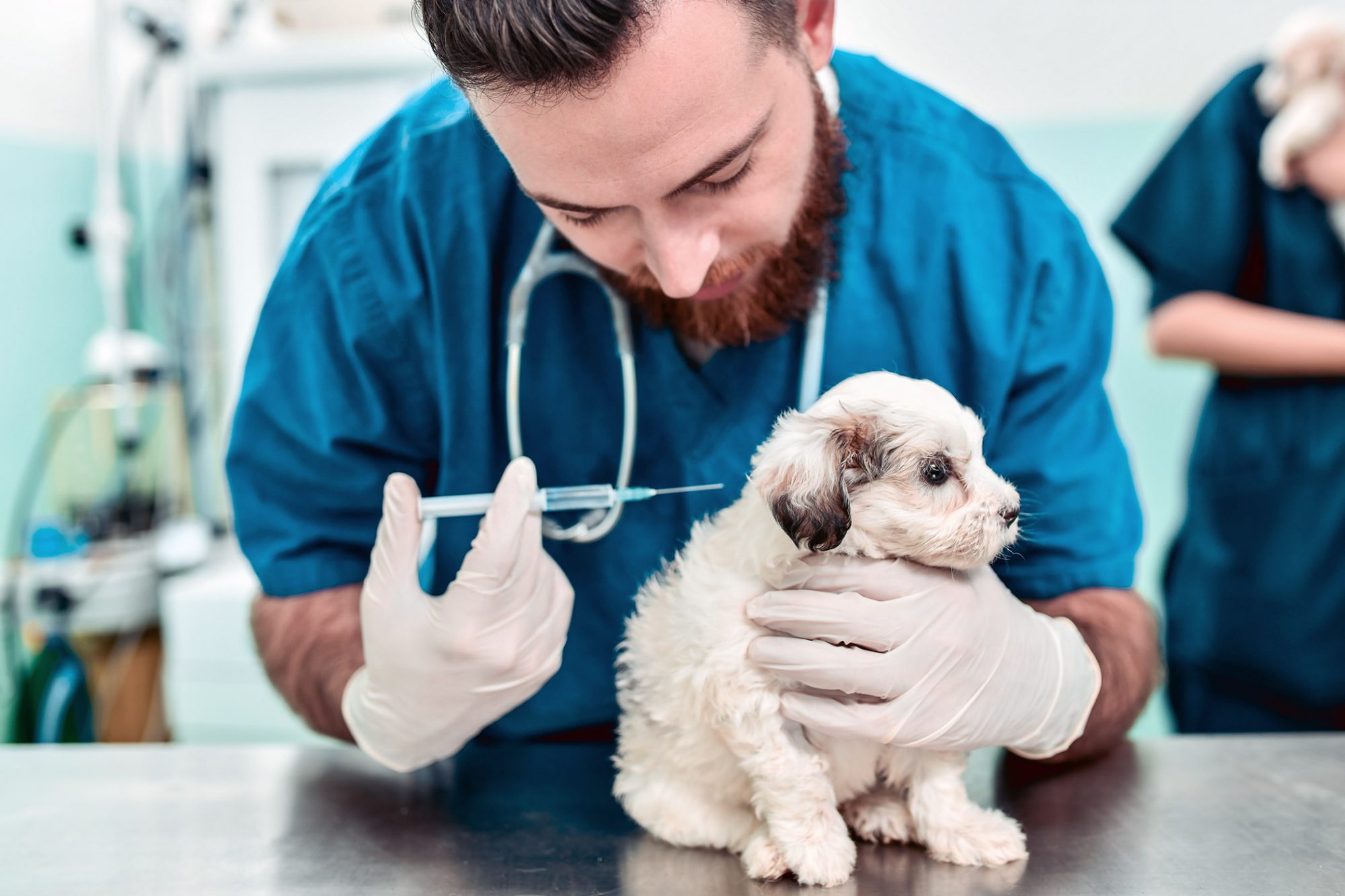 Vet giving puppy a shot