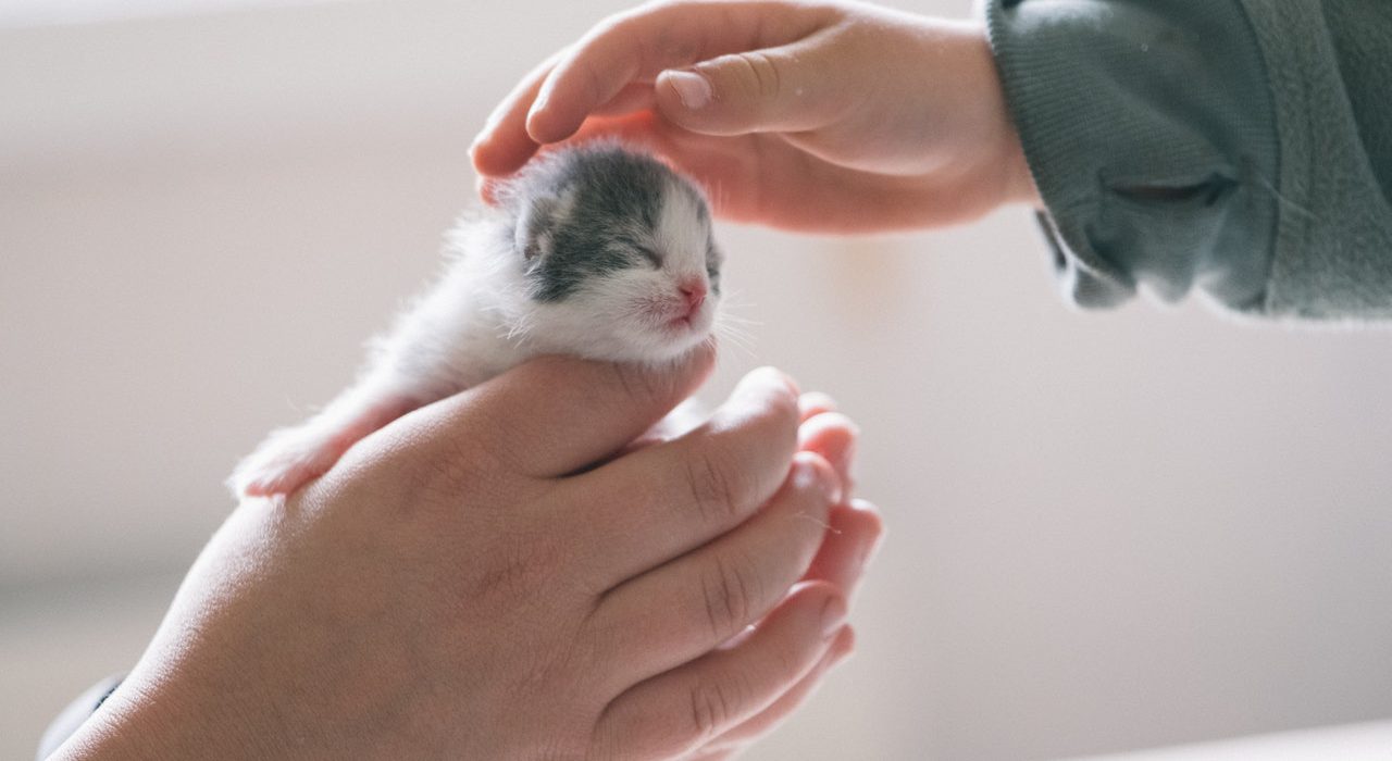 small kitten