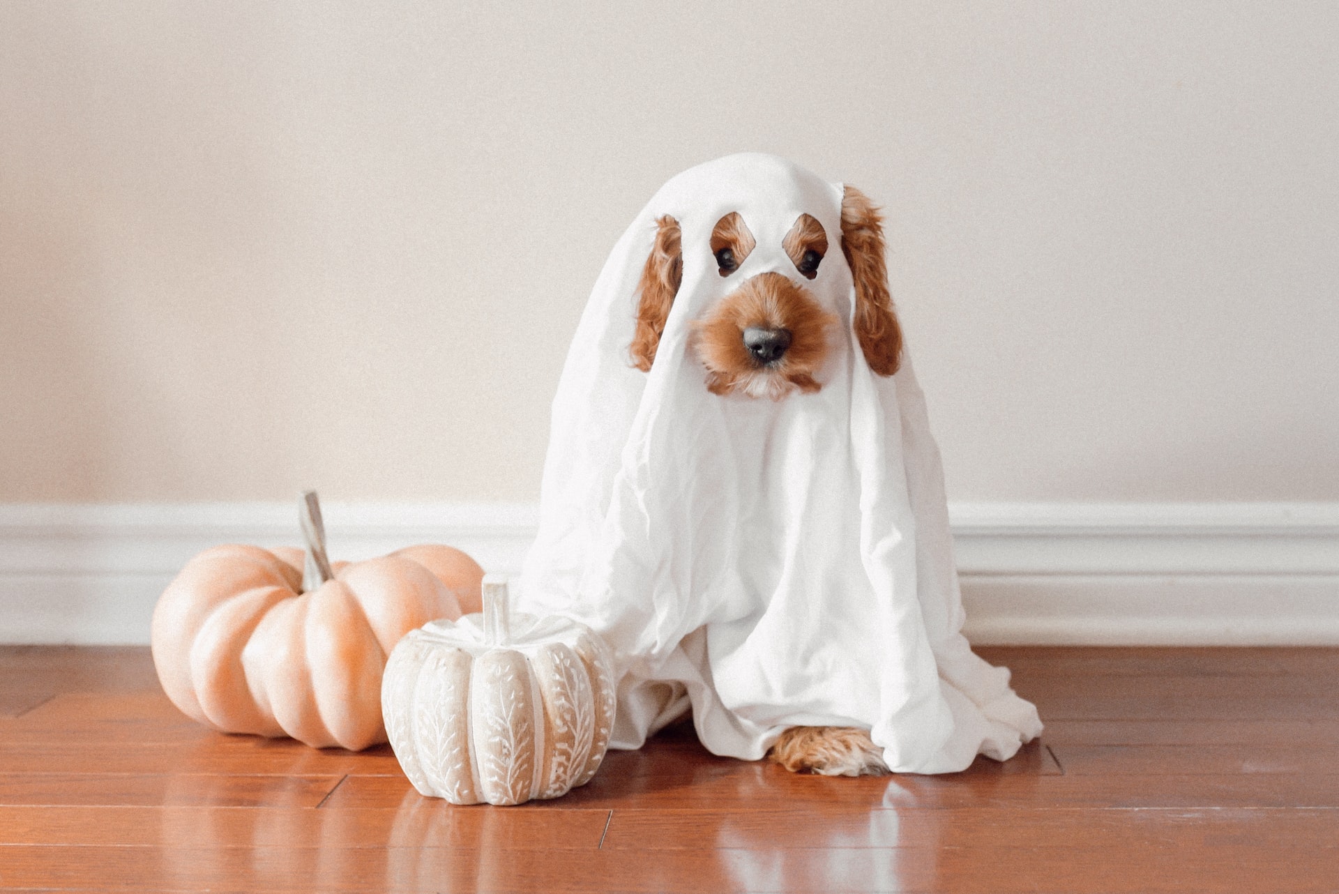 Dog in ghost costume
