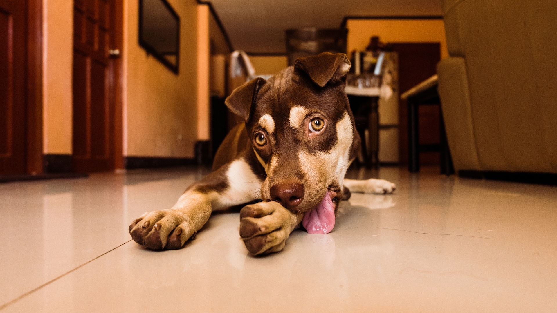 Dog licking leg