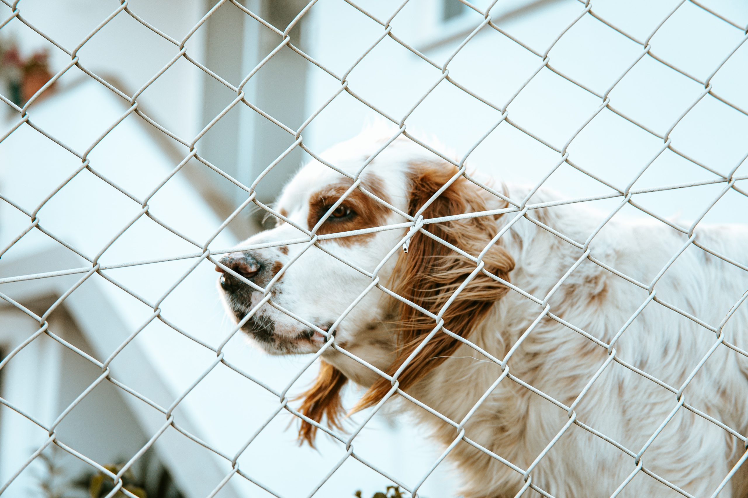 Dog Behind Fence