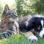 Cat and Puppy