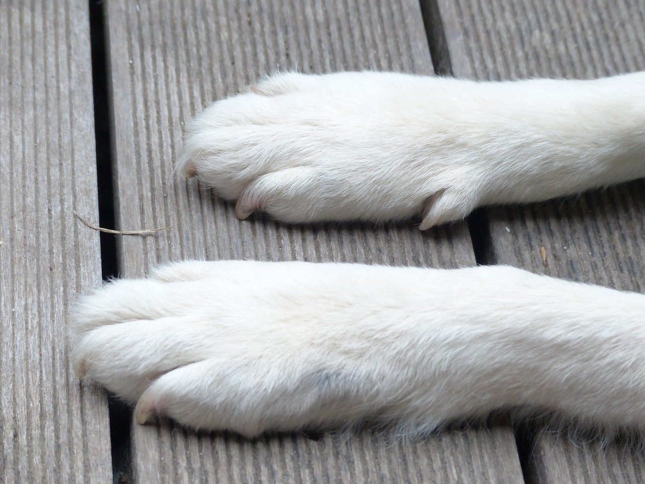 Dew Claws