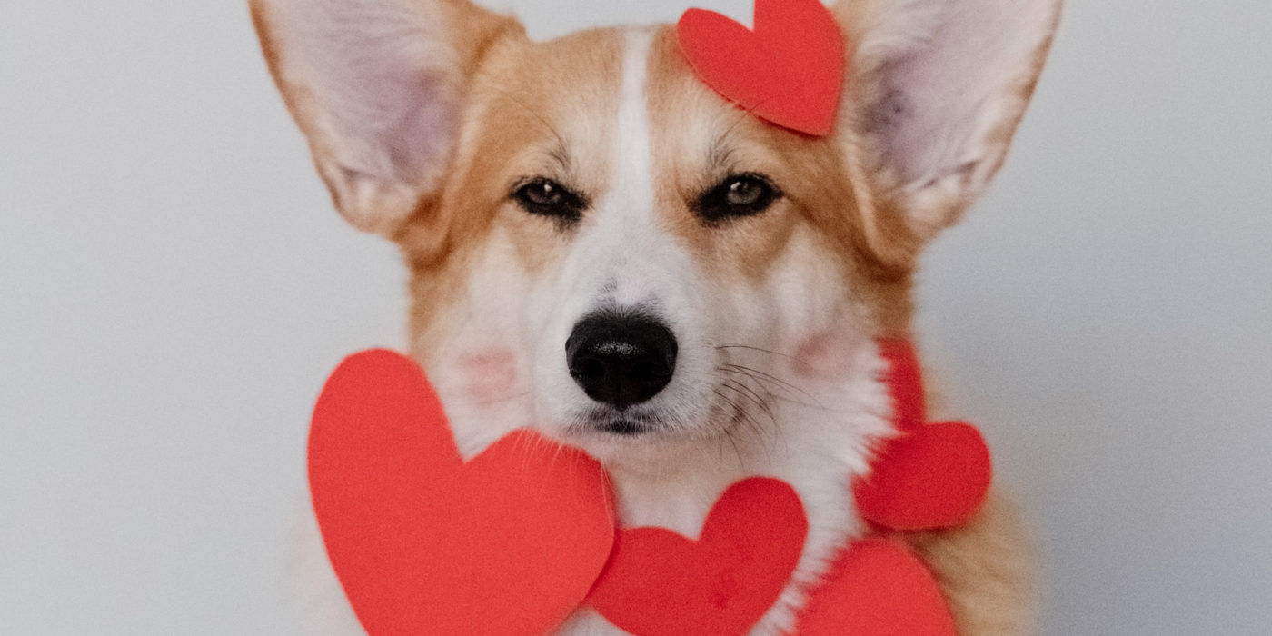Dog with heart paper cutouts