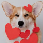 Dog with heart paper cutouts
