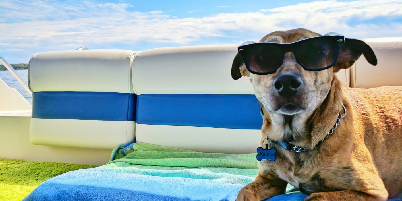 dog with sunglasses