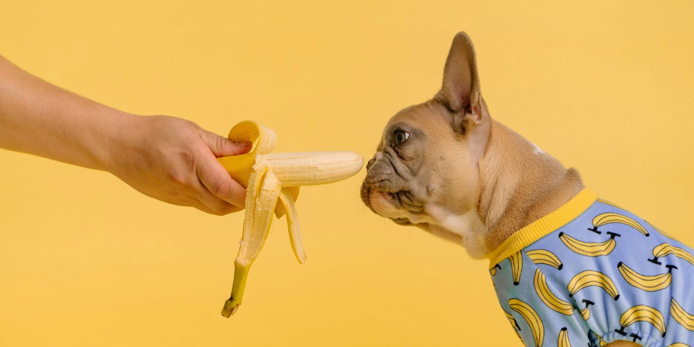 frenchie eating banana