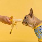 frenchie eating banana