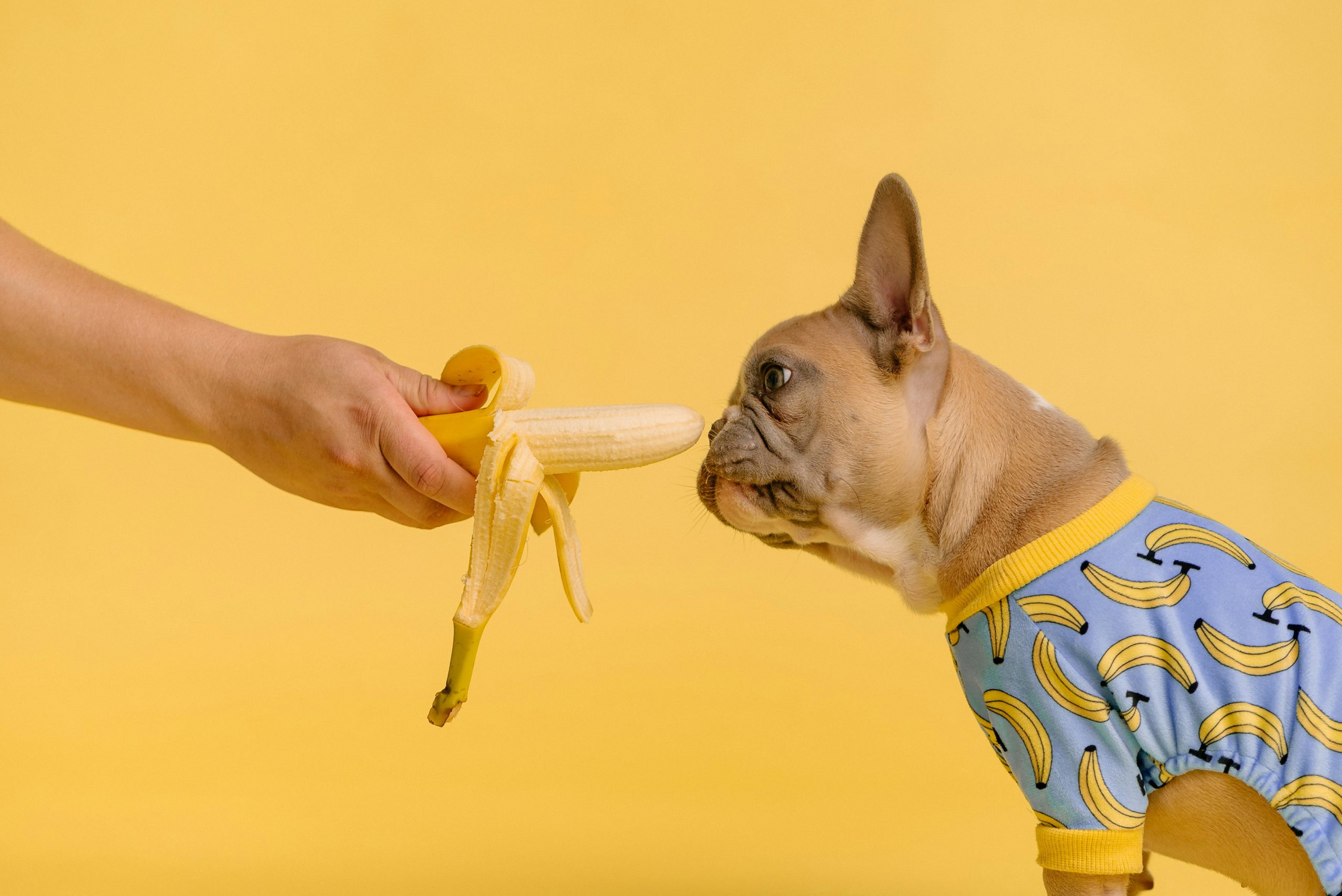 frenchie eating banana