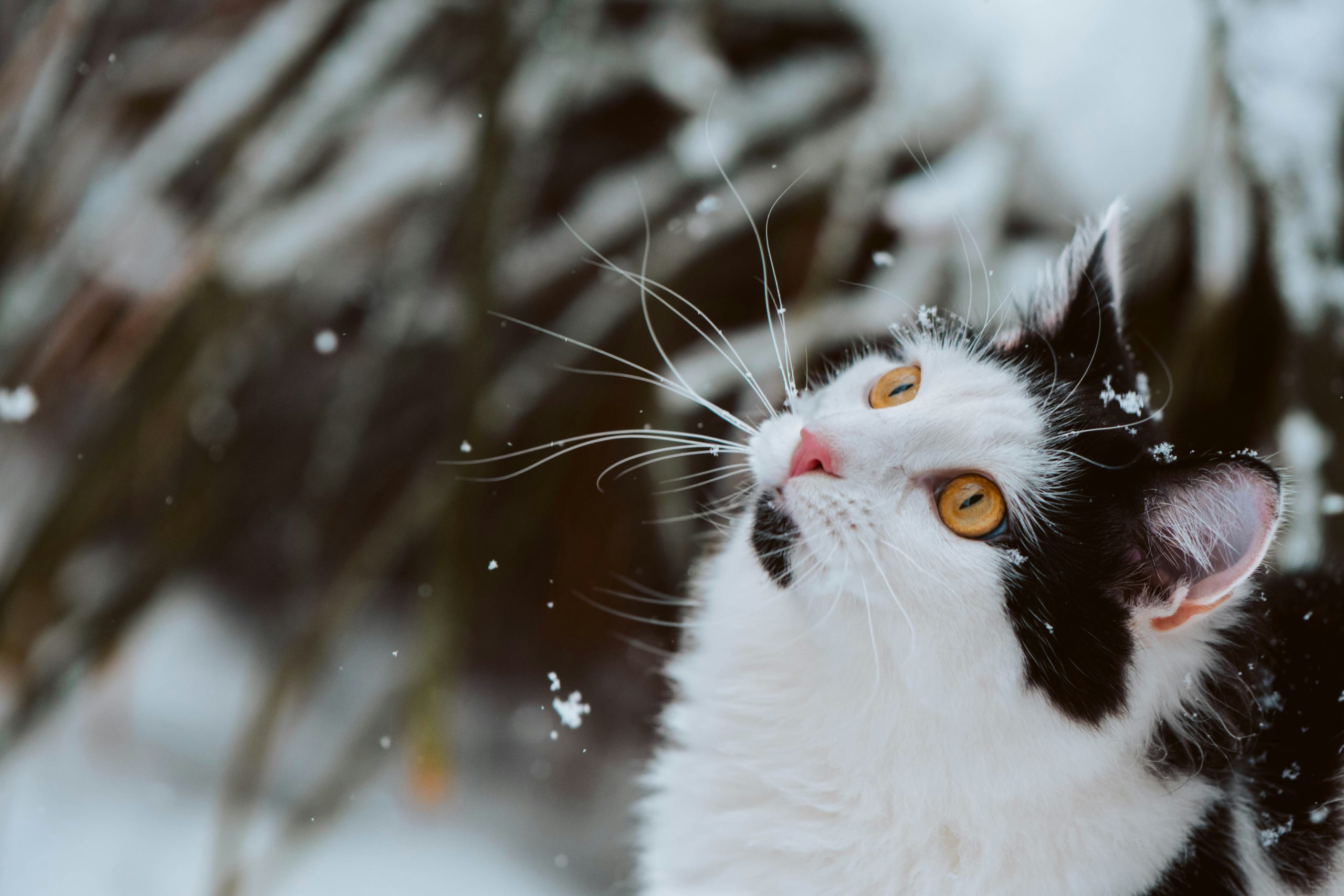 cat in snow
