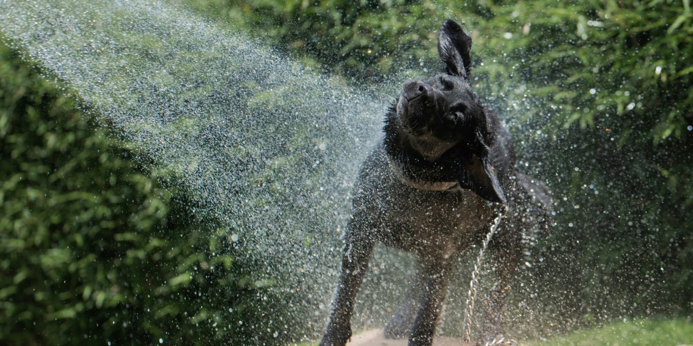 dog in sprinkler