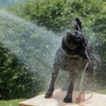 dog in sprinkler