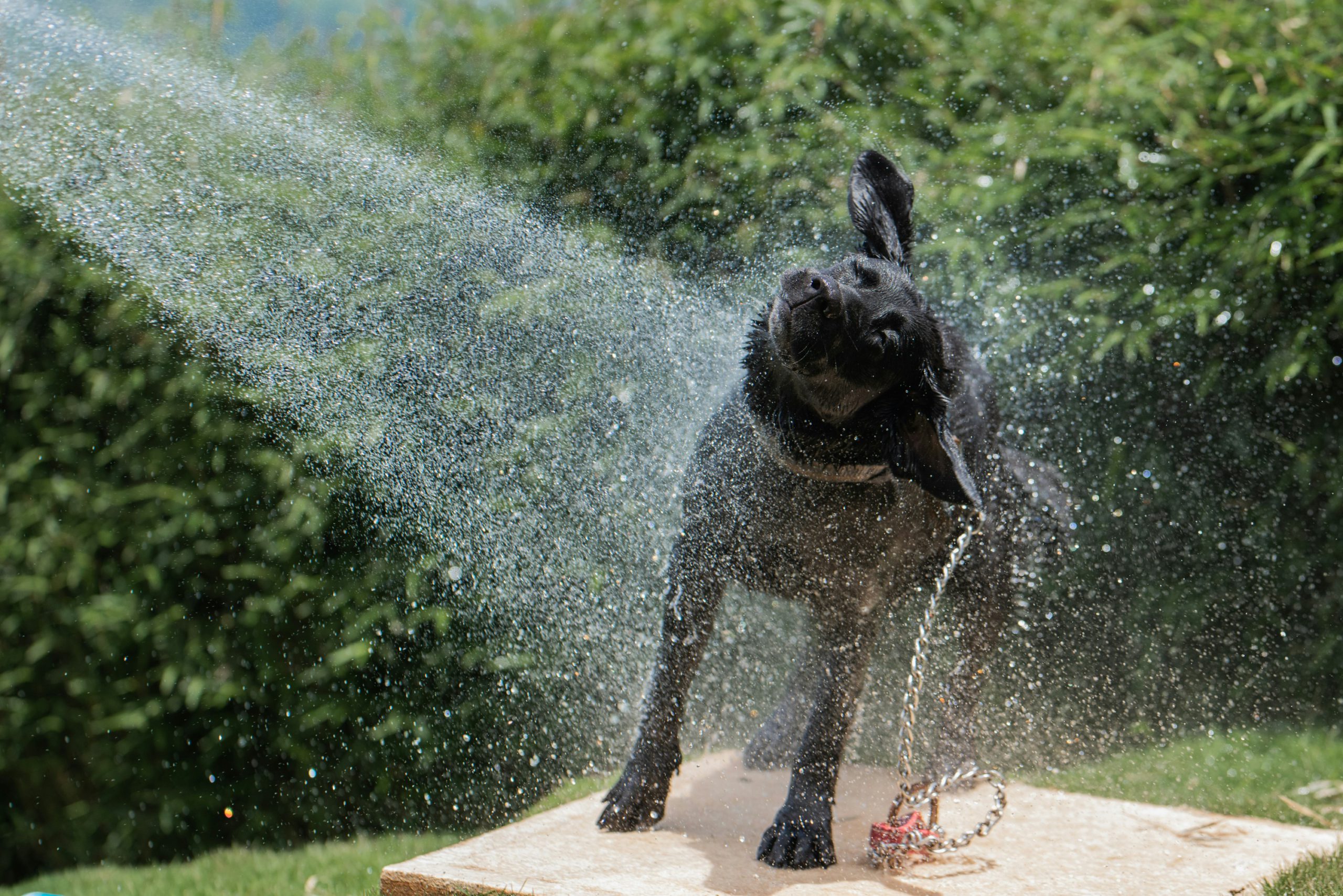dog in sprinkler