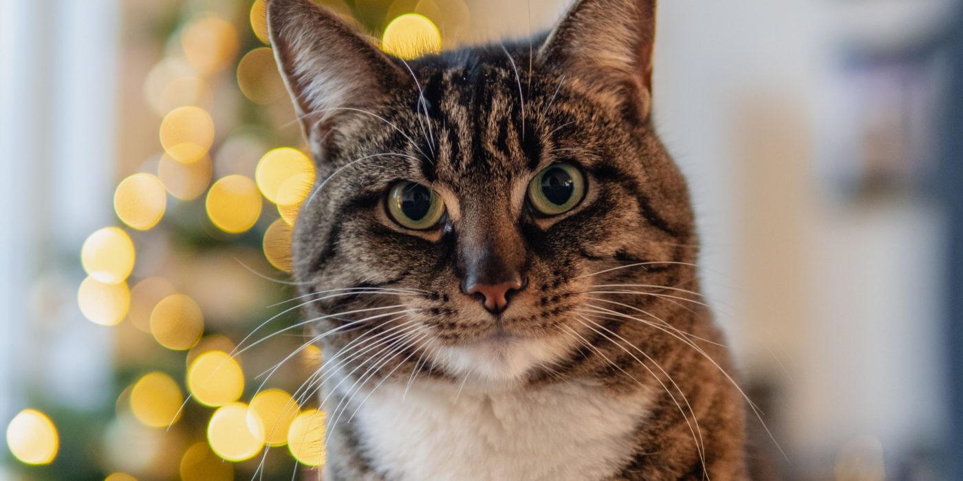 cat holiday