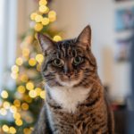 cat holiday