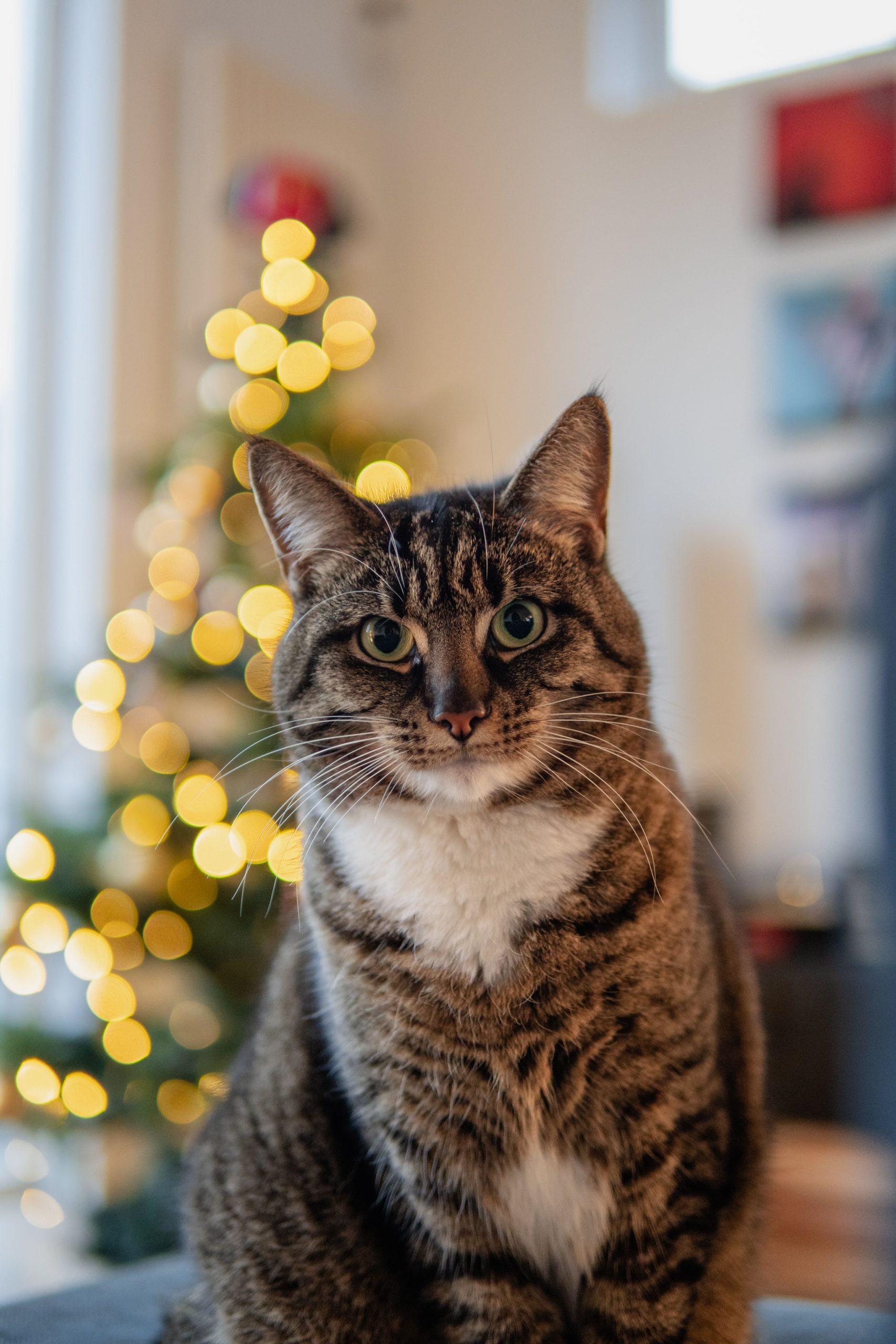 cat holiday